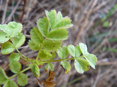 Feuilles alternes et composées, comportant 5 à 9 petites folioles d'environ 5 mm. Agrandir dans une nouvelle fenêtre (ou onglet)